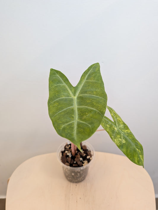Alocasia pink dragon yellow variegated