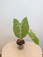 Alocasia rose dragon jaune panaché CORM