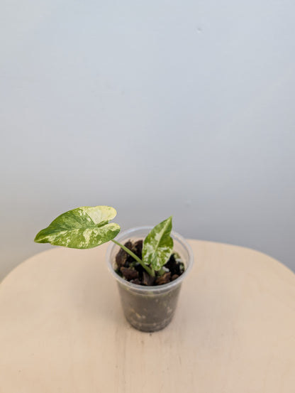 Alocasia odora albo menthe panachée