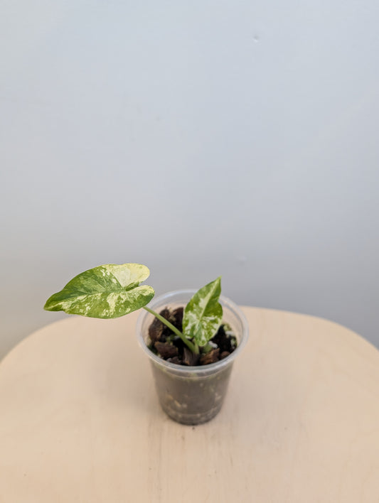 Alocasia odora albo mint variegated
