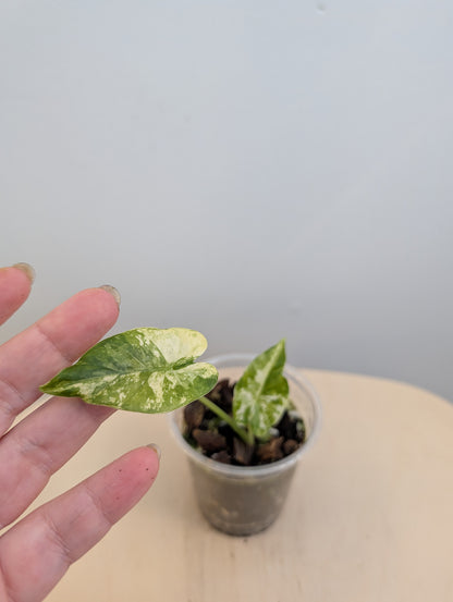 Alocasia odora albo menthe panachée