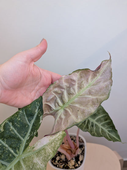 Alocasia rose dragon rose albo panaché