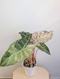 Alocasia rose dragon rose albo panaché