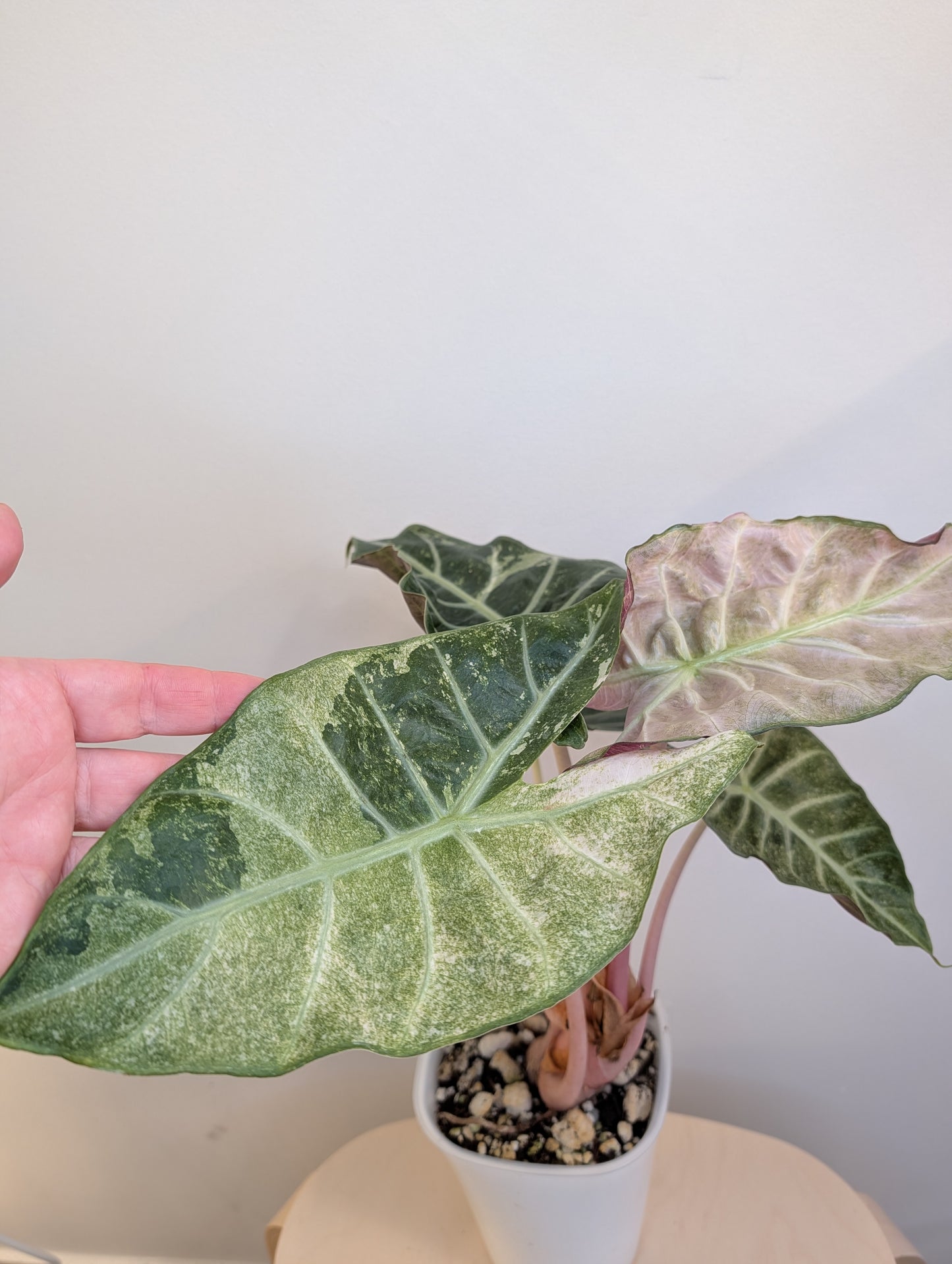 Alocasia rose dragon rose albo panaché