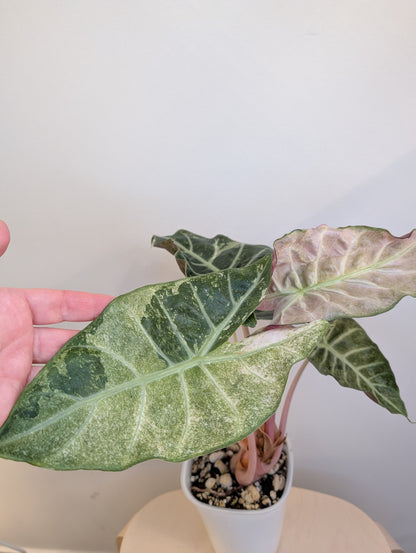 Alocasia rose dragon rose albo panaché