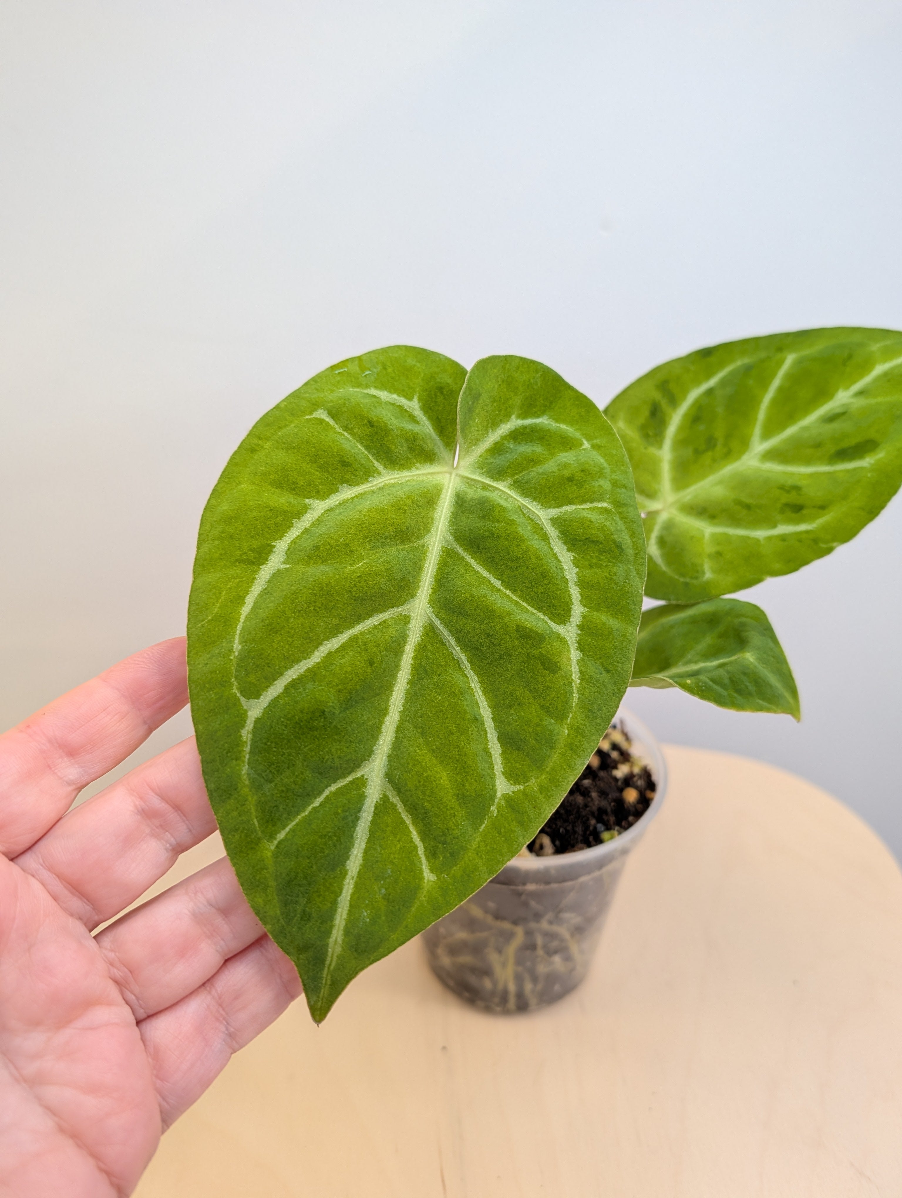 Anthurium crystallinum mint variegated/ sparkling minty leaves