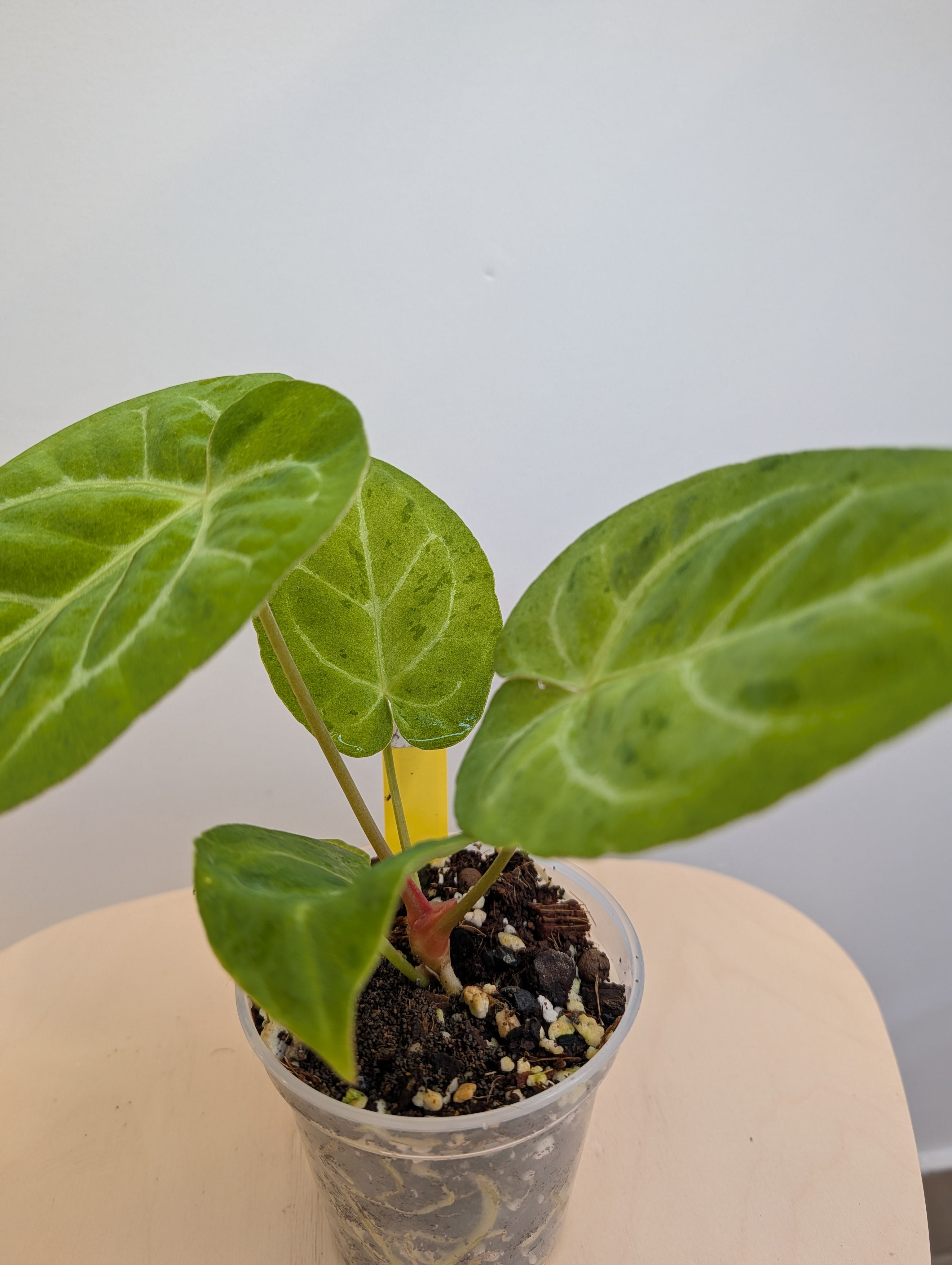 Anthurium crystallinum mint variegated/ sparkling minty leaves