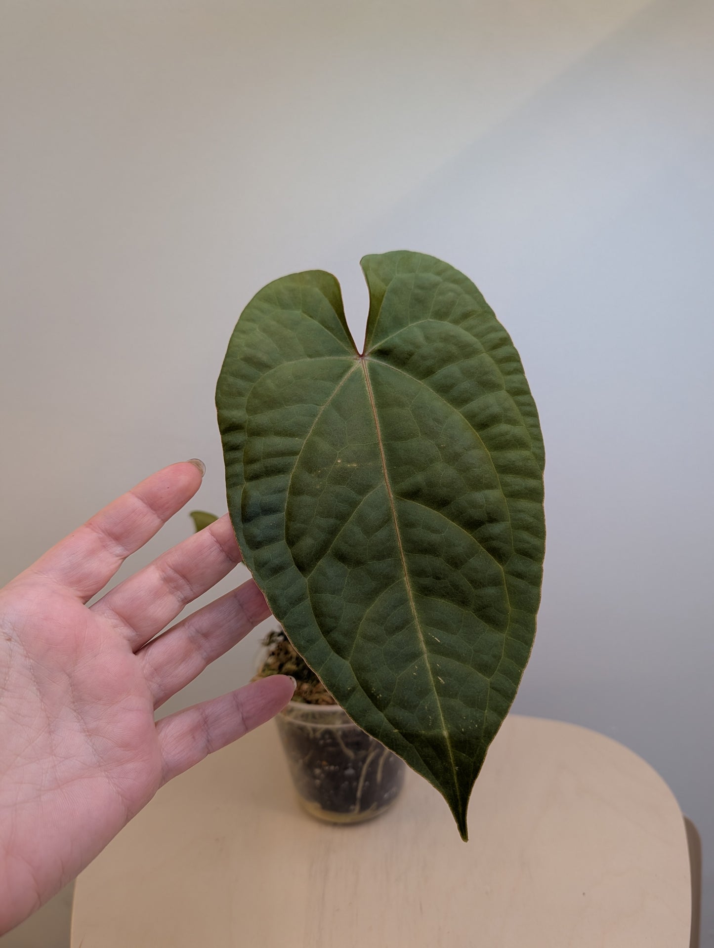 Anthurium Amazon Rabbit / à emporter ou livraison