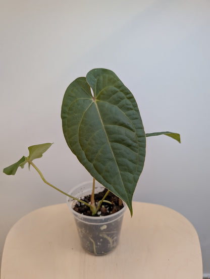 Anthurium Amazon Rabbit / à emporter ou livraison