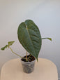 Anthurium Amazon Rabbit / à emporter ou livraison