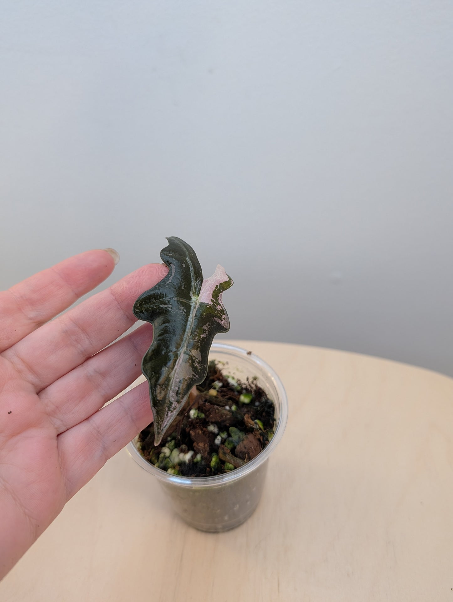 Alocasia rose dragon rose albo panaché