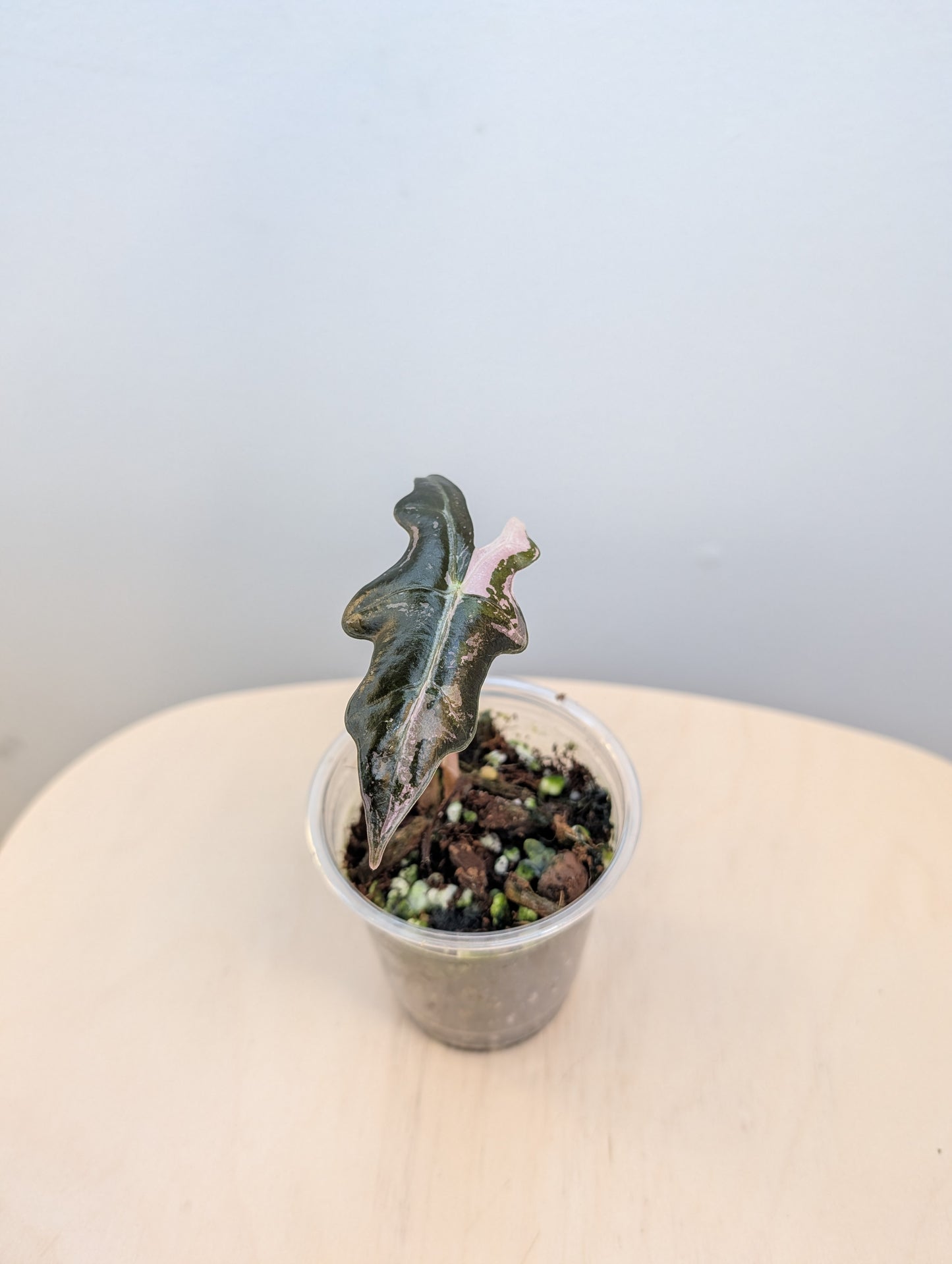 Alocasia rose dragon rose albo panaché