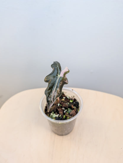 Alocasia rose dragon rose albo panaché