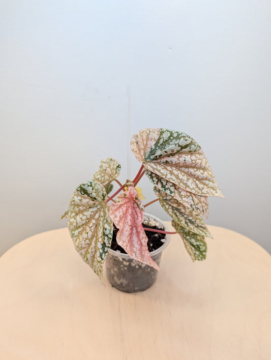 Begonia Snow Capped variegated