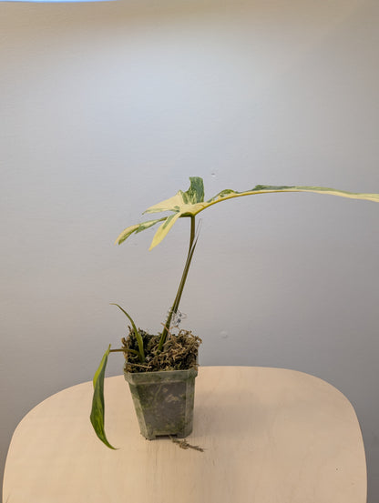 Philodendron Florida et Tortum panaché