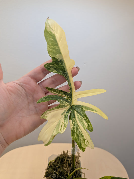 Philodendron Florida & Tortum variegated
