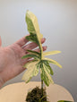 Philodendron Florida et Tortum panaché