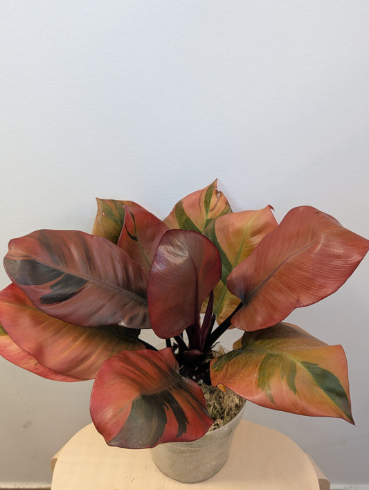 Philodendron Black Cardinal variegated