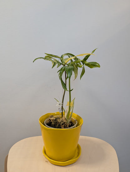 Philodendron Polypodioides & Florida Beauty  variegated
