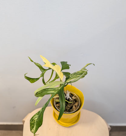 Philodendron Polypodioides & Florida Beauty  variegated