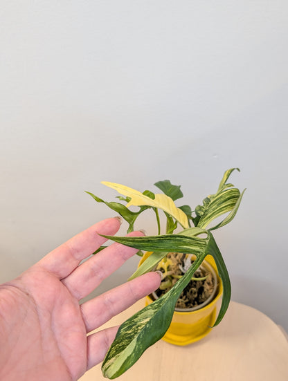Philodendron Polypodioides & Florida Beauty  variegated