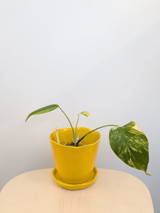 Monstera yellow variegated