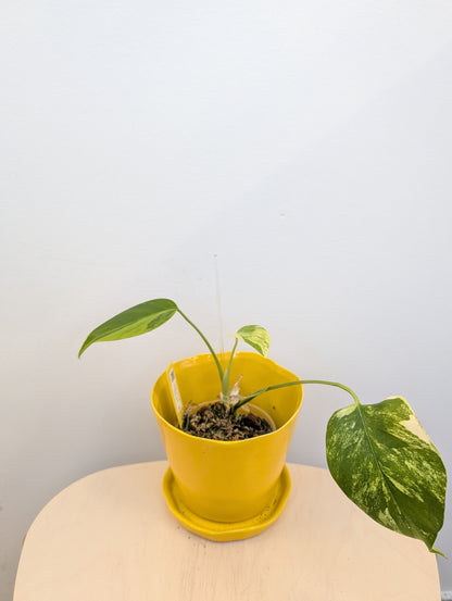 Monstera jaune panaché