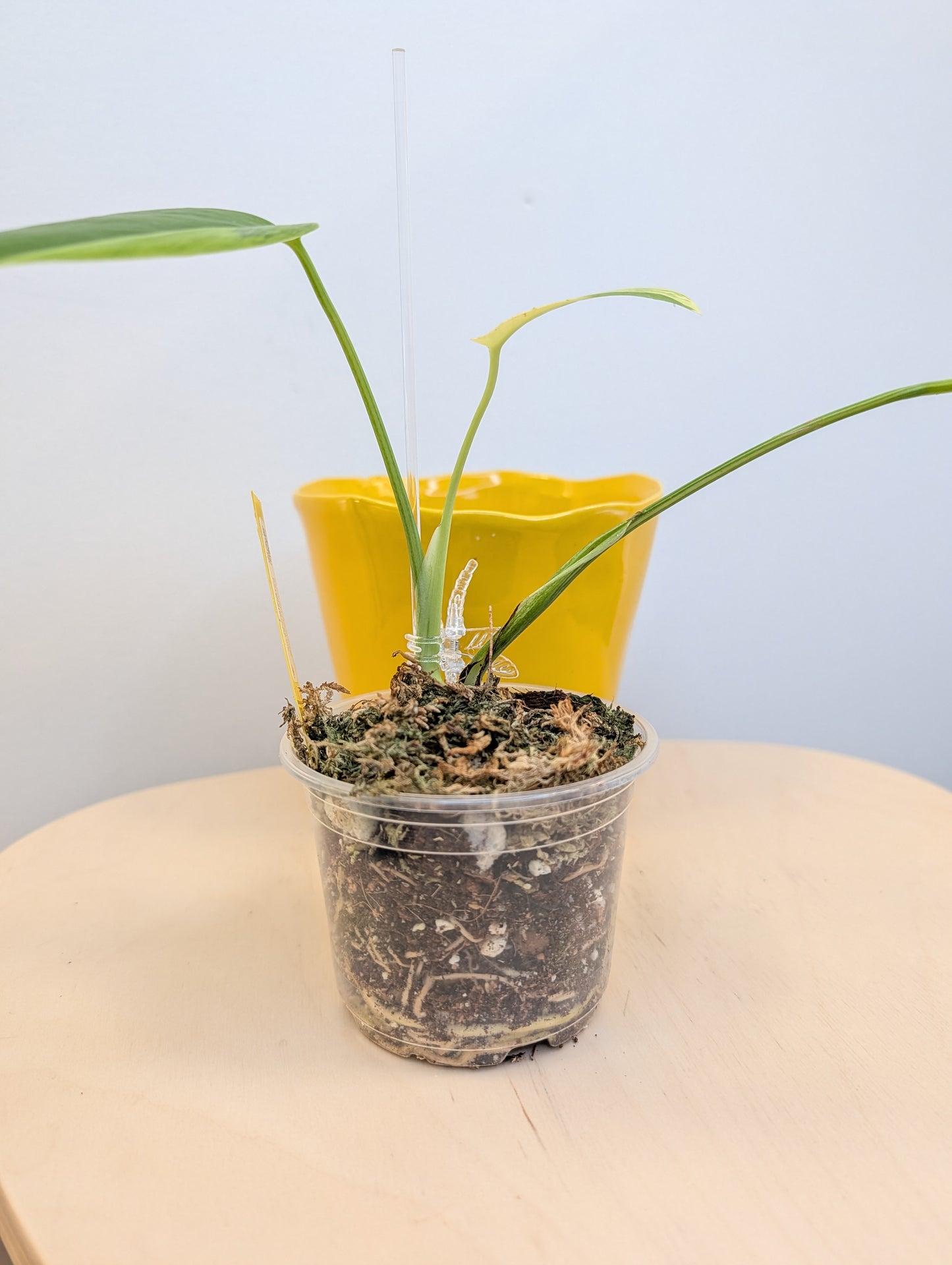 Monstera jaune panaché