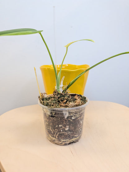 Monstera jaune panaché