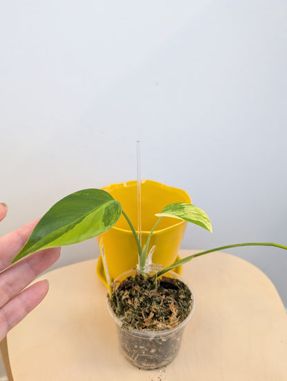 Monstera jaune panaché
