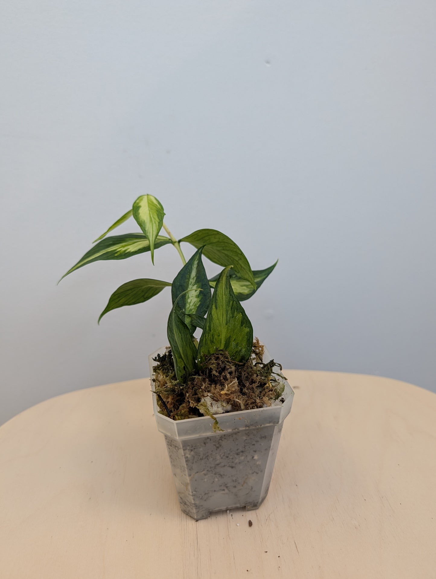 Hoya Polyneura panaché à l'intérieur / première photo - plante mère / deux boutures dans un pot