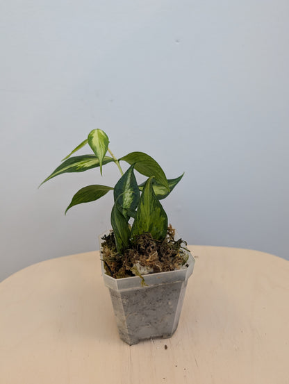 Hoya Polyneura panaché à l'intérieur / première photo - plante mère / deux boutures dans un pot