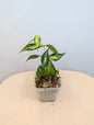 Hoya Polyneura panaché à l'intérieur / première photo - plante mère / deux boutures dans un pot