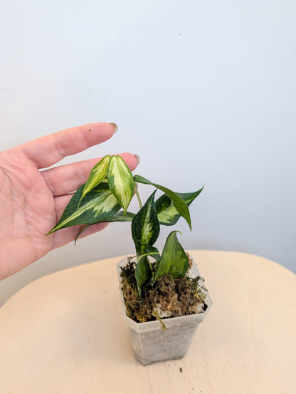 Hoya Polyneura panaché à l'intérieur / première photo - plante mère / deux boutures dans un pot