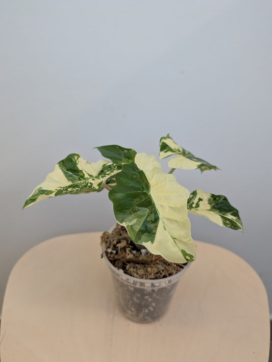 Alocasia Low Rider variegated