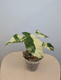 Alocasia rose dragon rose albo panaché