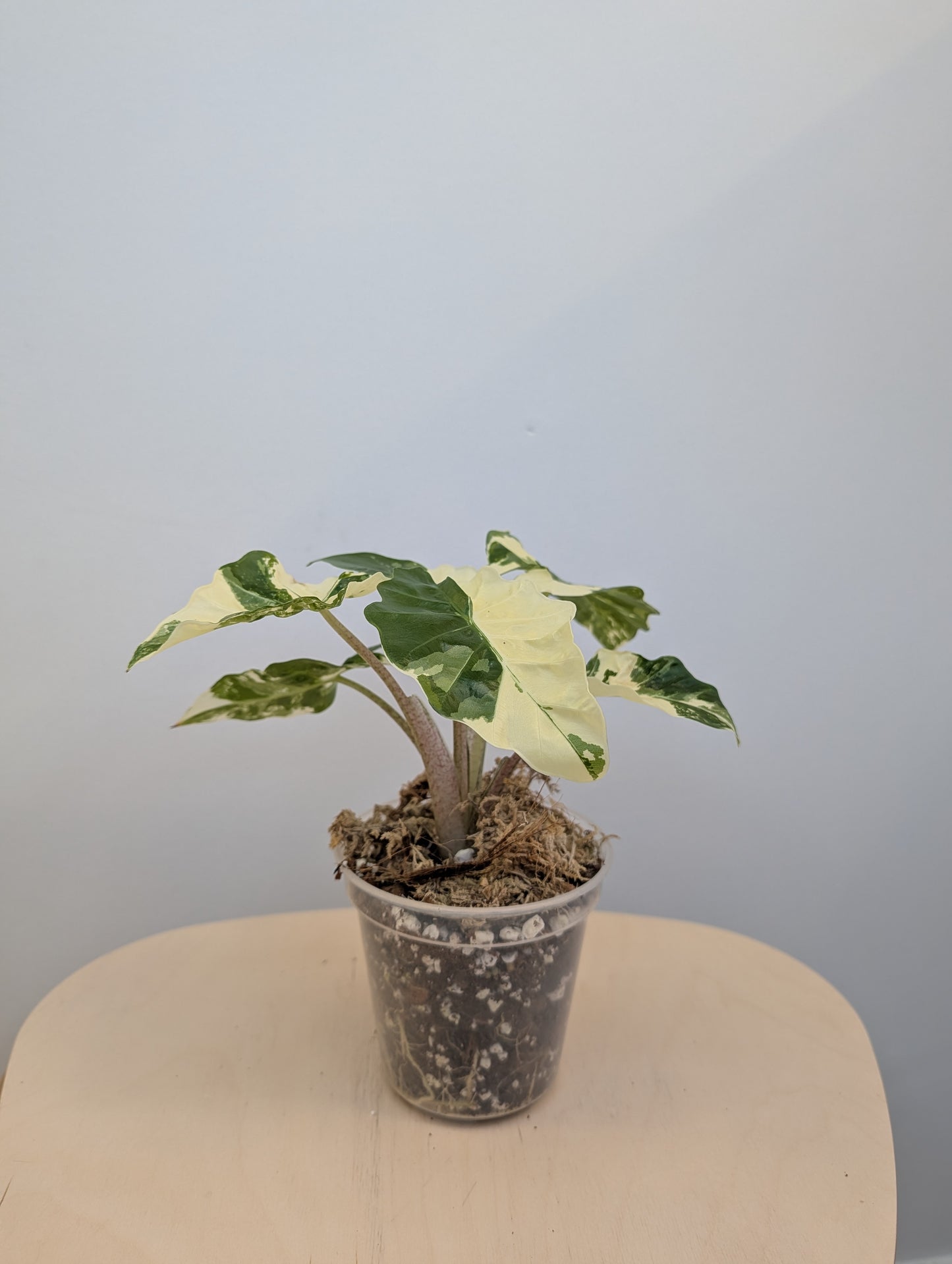Alocasia rose dragon rose albo panaché