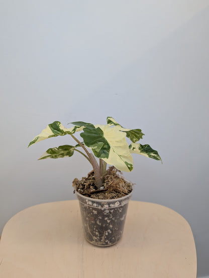 Alocasia rose dragon rose albo panaché