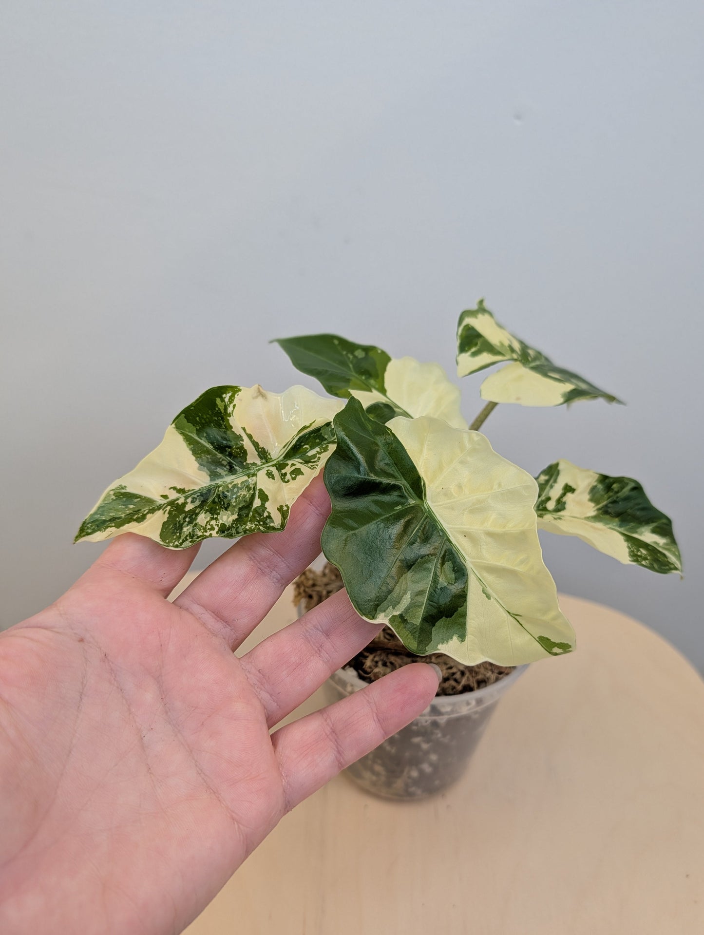 Alocasia rose dragon rose albo panaché
