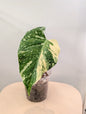Monstera menthe panachée (véritable panachage menthe marbrée)