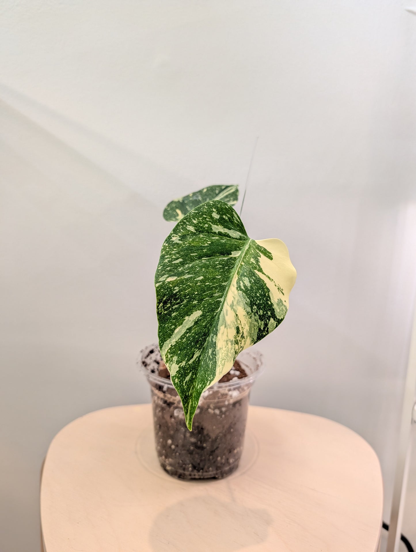 Monstera menthe panachée (véritable panachage menthe marbrée)