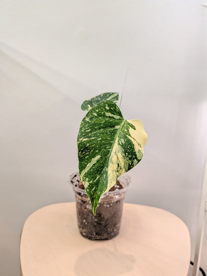 Monstera menthe panachée (véritable panachage menthe marbrée)