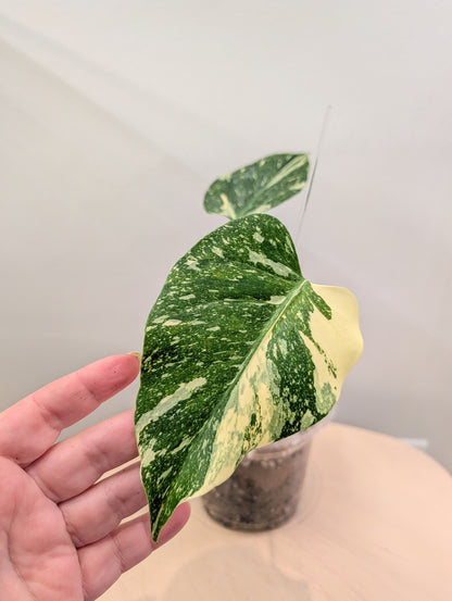 Monstera menthe panachée (véritable panachage menthe marbrée)