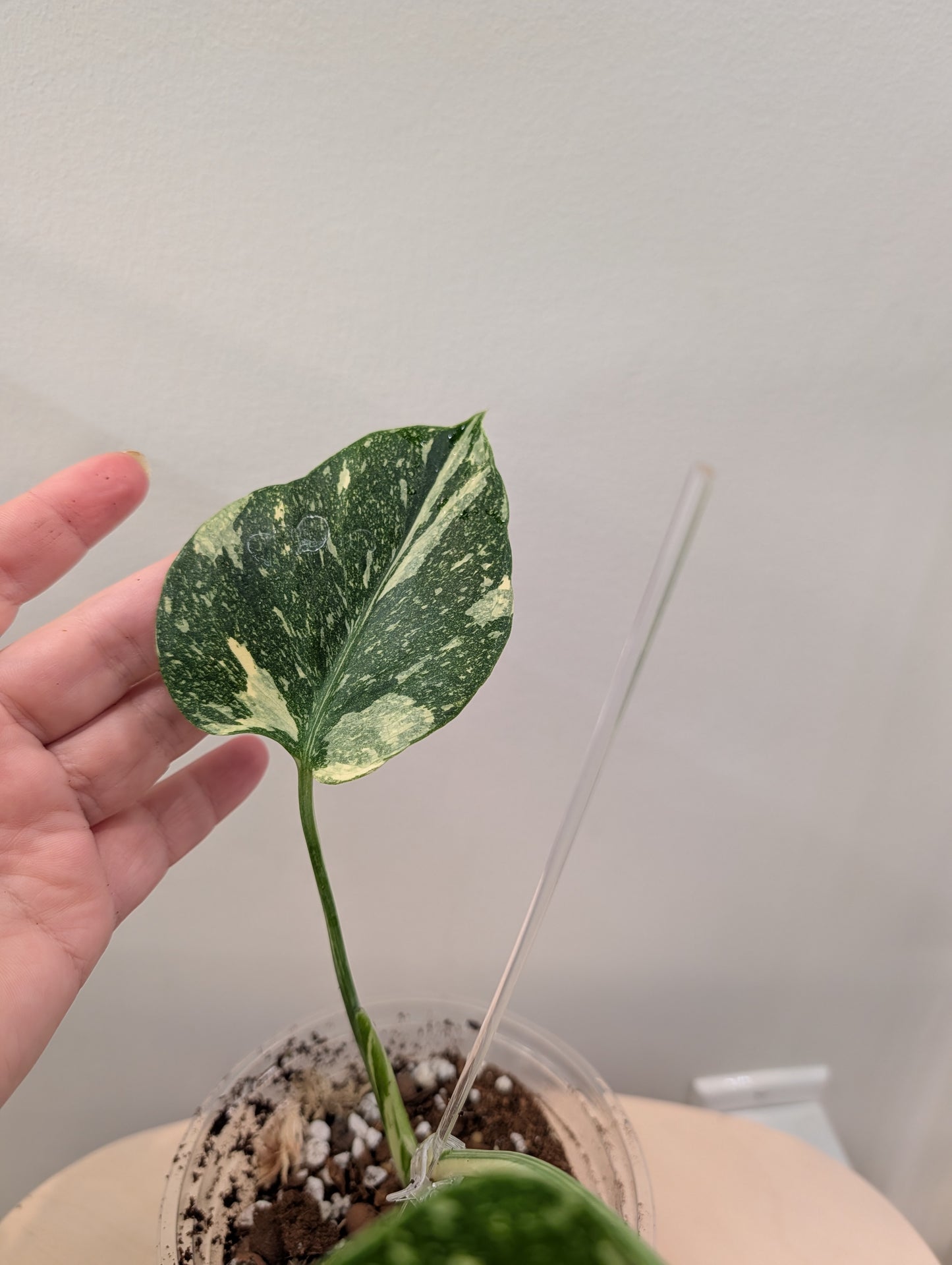 Monstera menthe panachée (véritable panachage menthe marbrée)