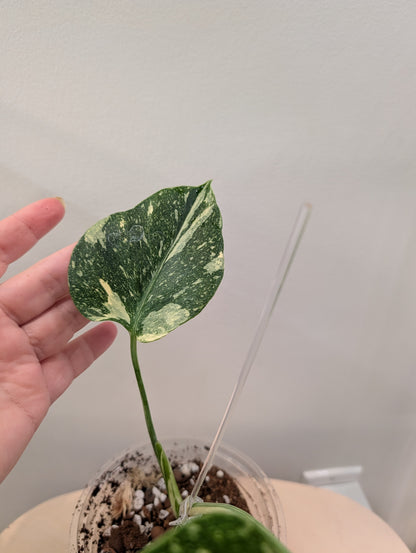 Monstera menthe panachée (véritable panachage menthe marbrée)