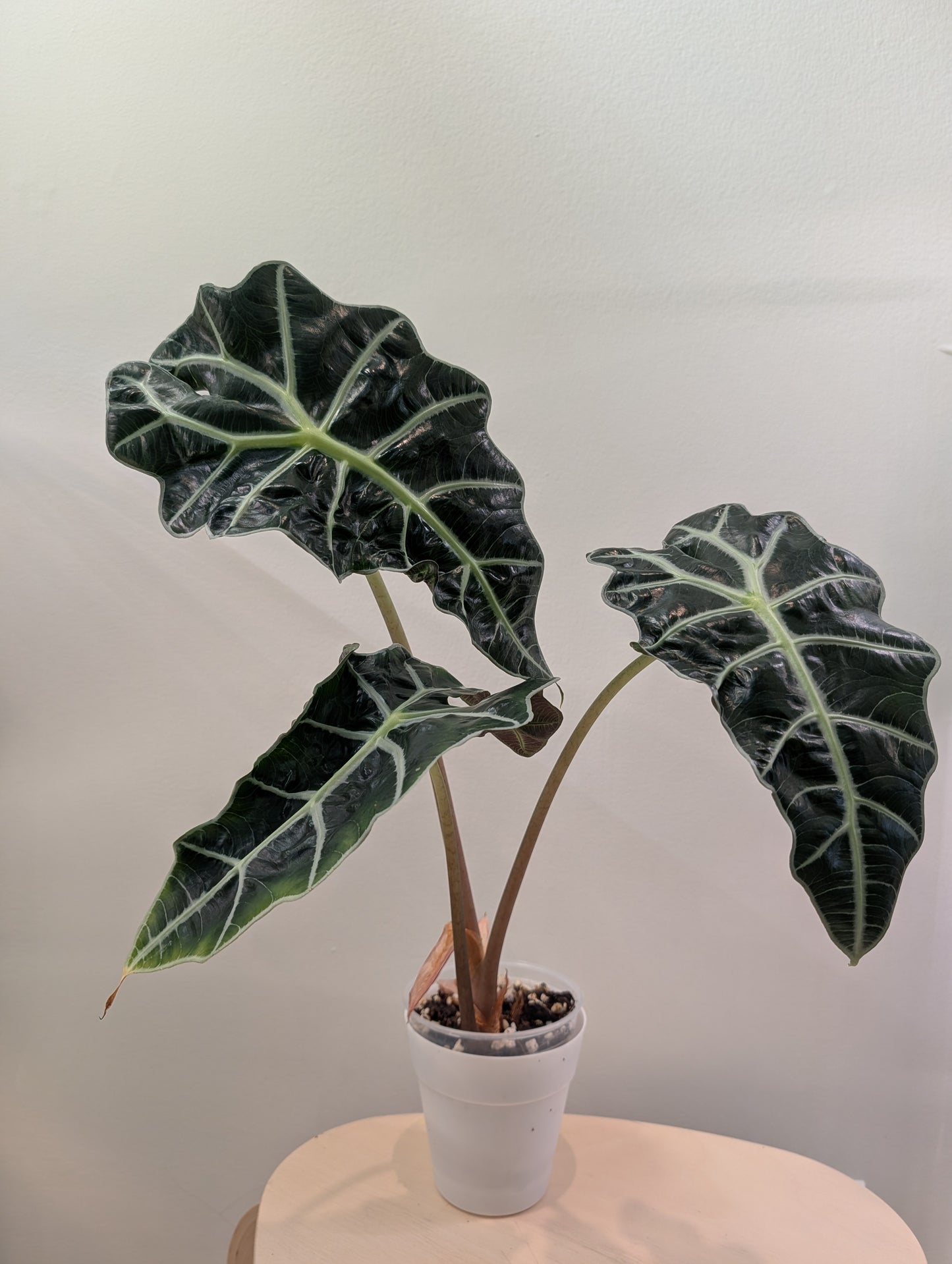 Alocasia amazonica rose menthe panachée CORM