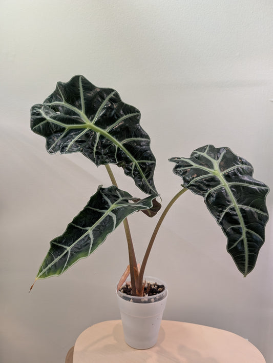 Alocasia amazonica pink mint variegated reverted / pickup or delivery only