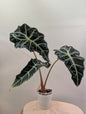 Alocasia amazonica rose menthe panachée CORM