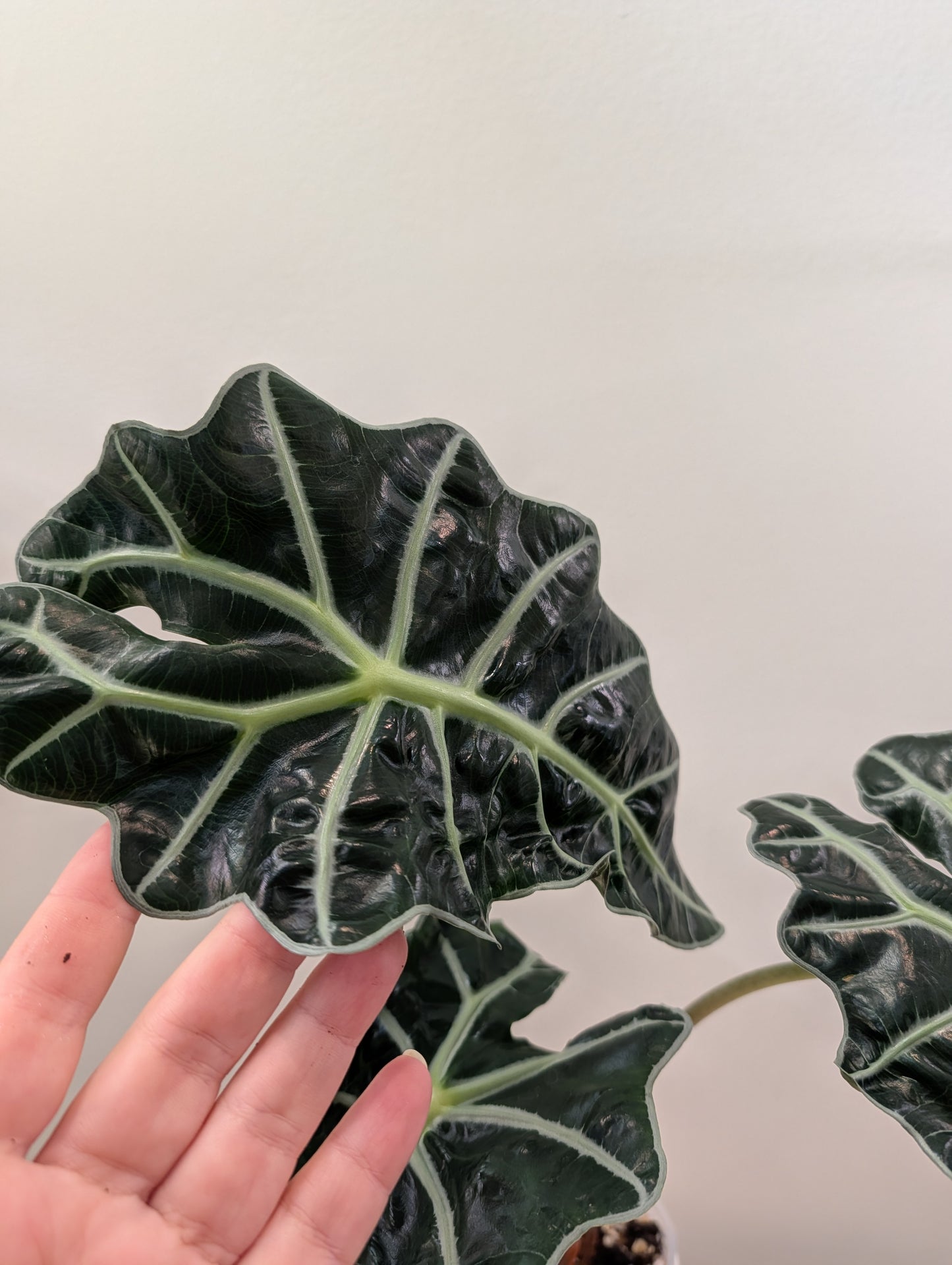 Alocasia amazonica rose menthe panachée CORM