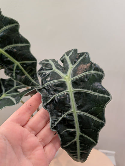 Alocasia amazonica rose menthe panachée CORM